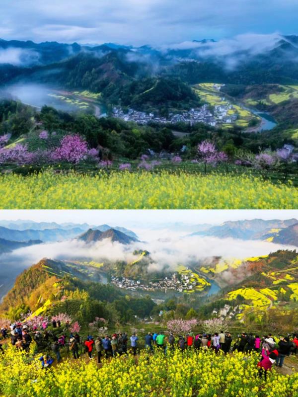 【名镇】长三角的油菜花开好了，你打卡了吗🥰 🥰 🥰？