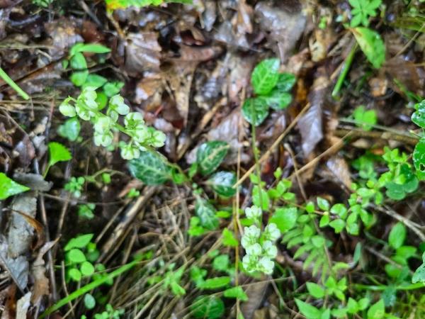 重庆阴条岭国家级自然保护区首次发现鹿蹄草 重庆阴条岭国家级自然保护区首次发现鹿蹄草