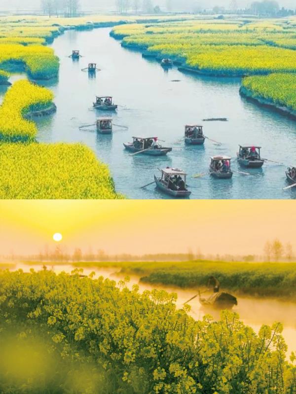 【名镇】长三角的油菜花开好了，你打卡了吗🥰 🥰 🥰？