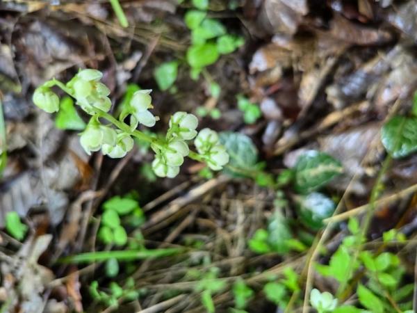 重庆阴条岭国家级自然保护区首次发现鹿蹄草 重庆阴条岭国家级自然保护区首次发现鹿蹄草