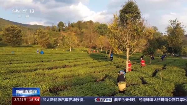 春暖茶香 全国多个茶叶主产区进入采摘期 春暖茶香 全国多个茶叶主产区进入采摘期