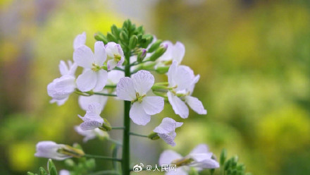 油菜花可以有多少种颜色？