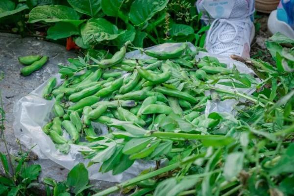 即将大量上市！苏州人最爱这两个品种→