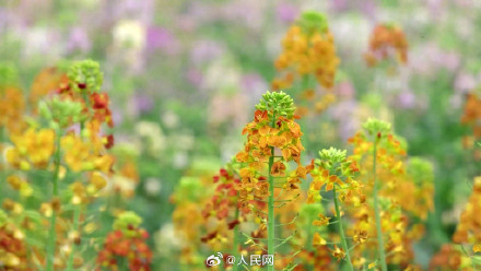 油菜花可以有多少种颜色？