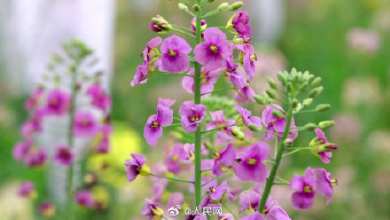 油菜花可以有多少种颜色？