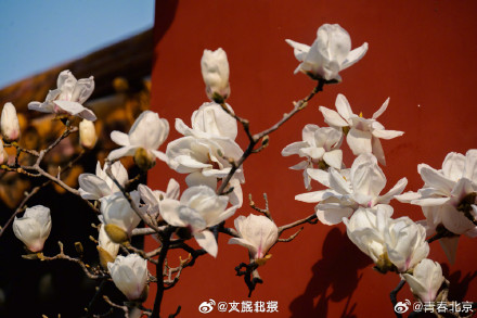 春日限定！北京地坛公园玉兰花惊艳绽放