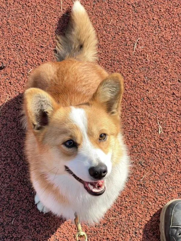 柯基当警犬，全国第一只！“入编”竟是因为这个优势