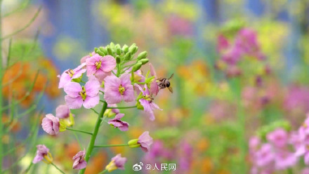 油菜花可以有多少种颜色？