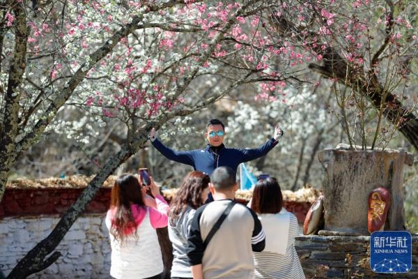 梨花盛 游兴浓
