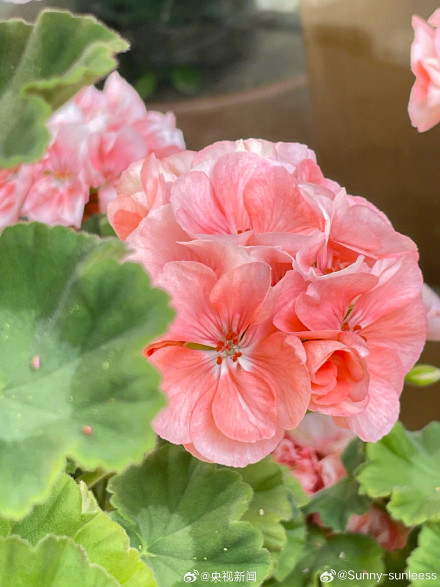 一起拍花吧!随手拍一朵花 一起拍花吧!随手拍一朵花