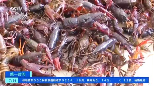 多地小龙虾抢“鲜”上市，价格便宜了！