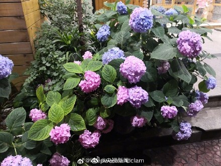 一起拍花吧!随手拍一朵花 一起拍花吧!随手拍一朵花