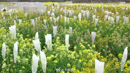 油菜花可以有多少种颜色？