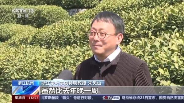 春暖茶香 全国多个茶叶主产区进入采摘期 春暖茶香 全国多个茶叶主产区进入采摘期