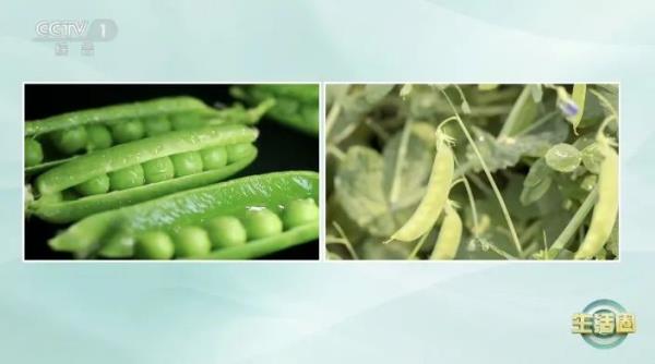 这种蔬菜自带毒素，为何还推荐你吃？春天吃它，赛过吃肉～