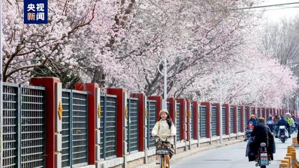 花开北京!132处赏花片区邀市民游客领略京城春色 花开北京!132处赏花片区邀市民游客领略京城春色