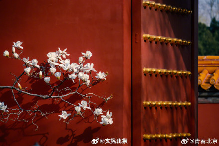 春日限定！北京地坛公园玉兰花惊艳绽放