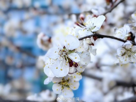 一起拍花吧!随手拍一朵花 一起拍花吧!随手拍一朵花