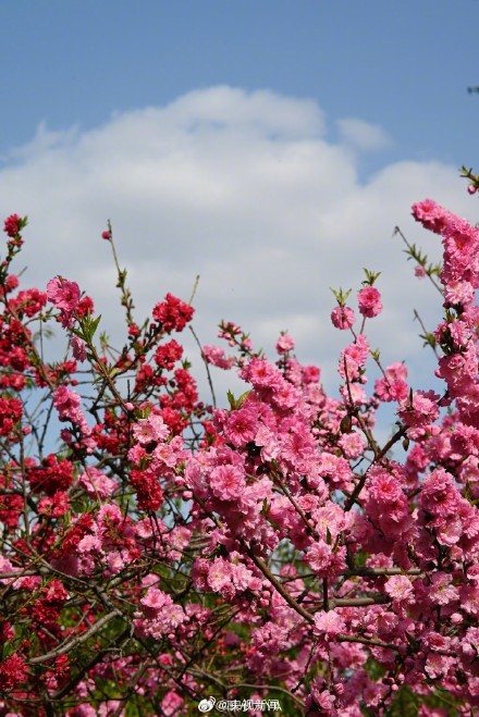 一起拍花吧!随手拍一朵花 一起拍花吧!随手拍一朵花