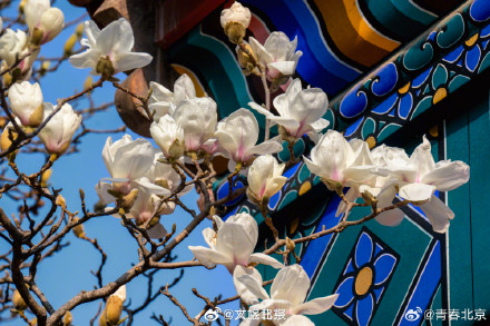 春日限定！北京地坛公园玉兰花惊艳绽放