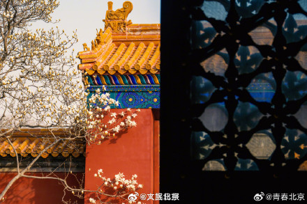 春日限定！北京地坛公园玉兰花惊艳绽放