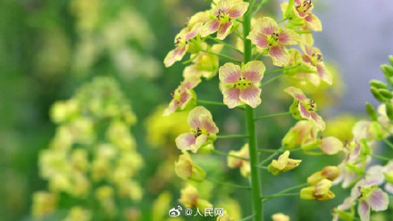 油菜花可以有多少种颜色？