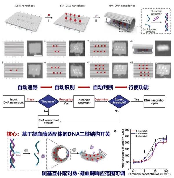 高校团队找到的“新武器”!有望解决这些问题…… 高校团队找到的“新武器”!有望解决这些问题……