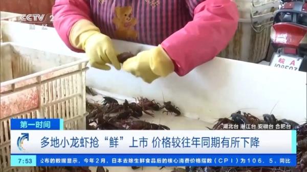 多地小龙虾抢“鲜”上市，价格便宜了！