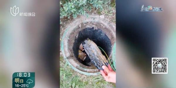 上海小夫妻婚房变“粪房”,罪魁祸首根本想不到!保险公司:家具擦擦还能用 上海小夫妻婚房变“粪房”,罪魁祸首根本想不到!保险公司:家具擦擦还能用