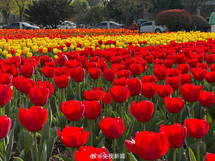 一起拍花吧!随手拍一朵花 一起拍花吧!随手拍一朵花