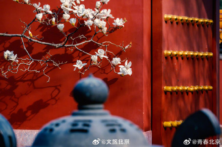 春日限定！北京地坛公园玉兰花惊艳绽放