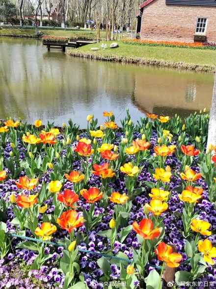 一起拍花吧!随手拍一朵花 一起拍花吧!随手拍一朵花