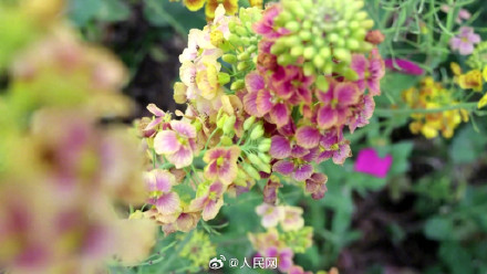 油菜花可以有多少种颜色？