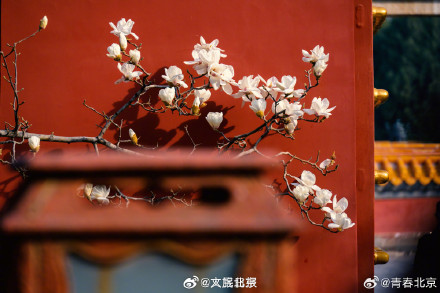 春日限定！北京地坛公园玉兰花惊艳绽放