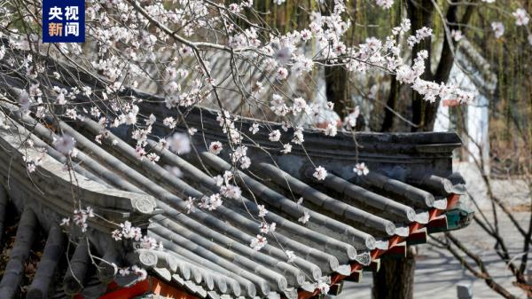 花开北京!132处赏花片区邀市民游客领略京城春色 花开北京!132处赏花片区邀市民游客领略京城春色