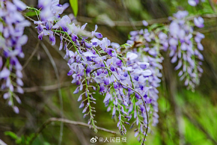 好看！紫藤花开浪漫氛围拉满