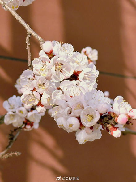 一起拍花吧!随手拍一朵花 一起拍花吧!随手拍一朵花