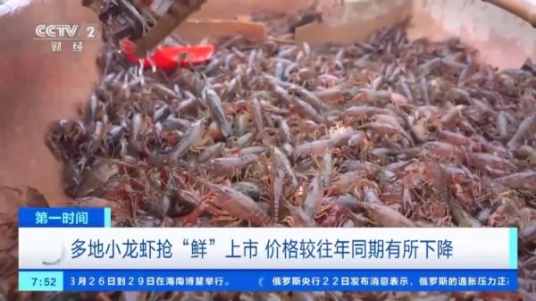 多地小龙虾抢“鲜”上市，价格便宜了！