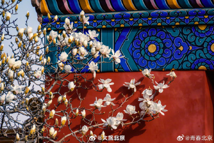 春日限定！北京地坛公园玉兰花惊艳绽放