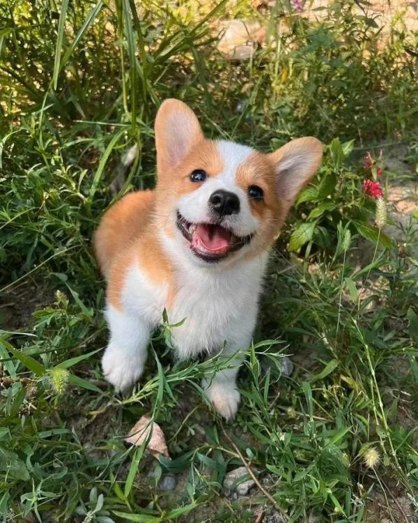 柯基当警犬，全国第一只！“入编”竟是因为这个优势