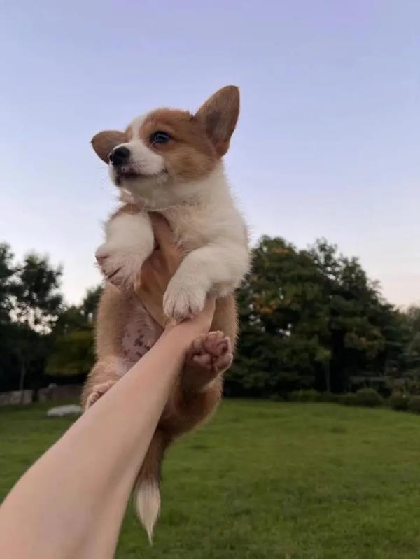 柯基当警犬，全国第一只！“入编”竟是因为这个优势
