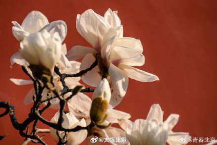 春日限定！北京地坛公园玉兰花惊艳绽放