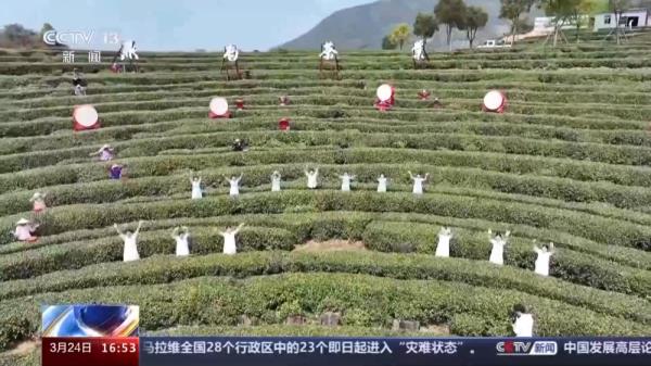 春暖茶香 全国多个茶叶主产区进入采摘期 春暖茶香 全国多个茶叶主产区进入采摘期