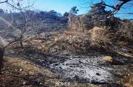 以案为鉴!曾有多人因引发森林火灾被判刑 以案为鉴!曾有多人因引发森林火灾被判刑