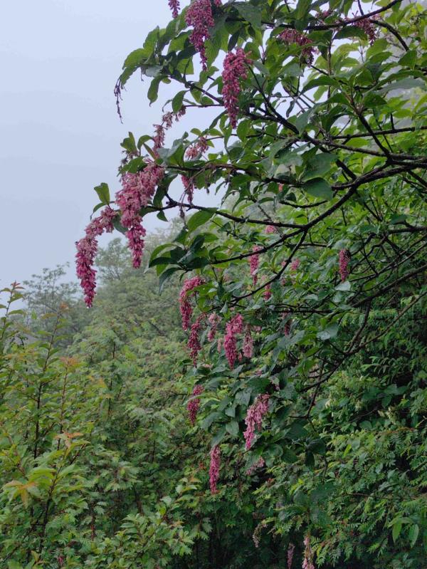 重庆阴条岭国家级自然保护区首次发现西蜀丁香 重庆阴条岭国家级自然保护区首次发现西蜀丁香