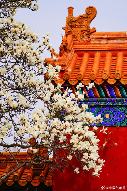 北京地坛公园红墙映玉兰