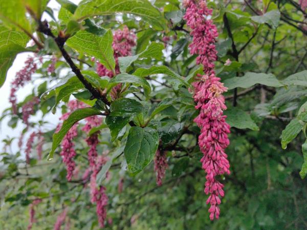 重庆阴条岭国家级自然保护区首次发现西蜀丁香 重庆阴条岭国家级自然保护区首次发现西蜀丁香