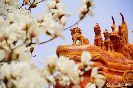 北京地坛公园红墙映玉兰