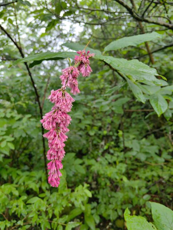 重庆阴条岭国家级自然保护区首次发现西蜀丁香 重庆阴条岭国家级自然保护区首次发现西蜀丁香