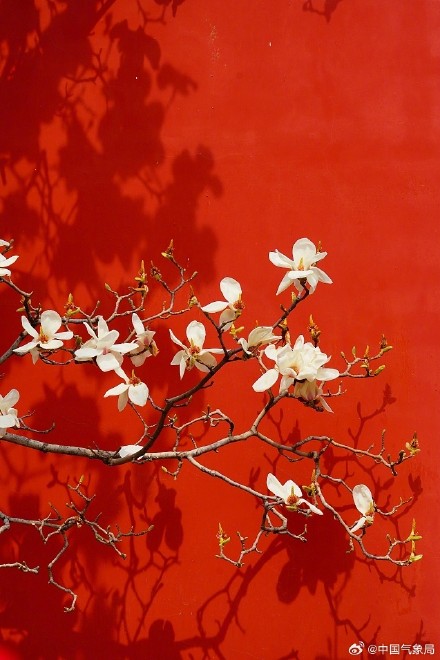 北京地坛公园红墙映玉兰